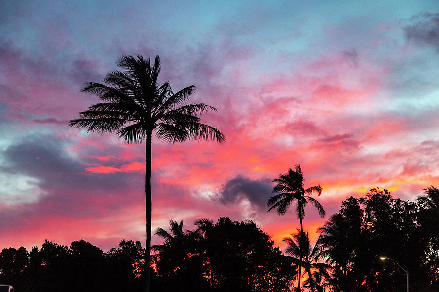 Sunset Palms I Photograph by Mercedes Noriega - Fine Art America