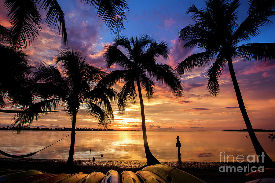 Sunset Photograph - Sunset Palms by Jon Neidert