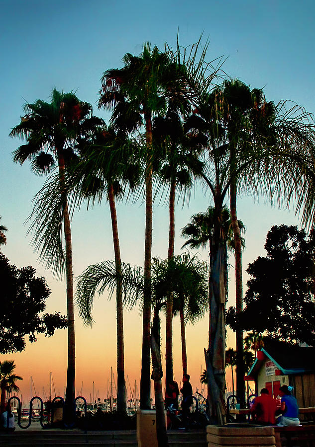 Sunset Palms Photograph by Joseph Hollingsworth