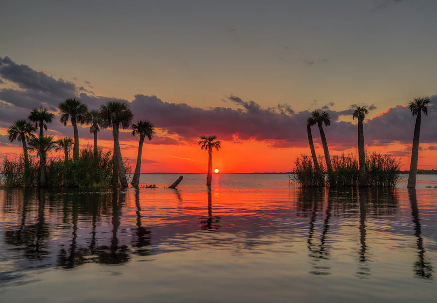Sunset Palms Photograph by Justin Battles