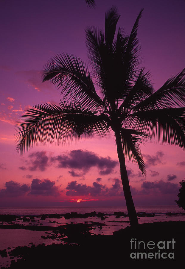 Sunset Palms Photograph by Ron Dahlquist - Printscapes