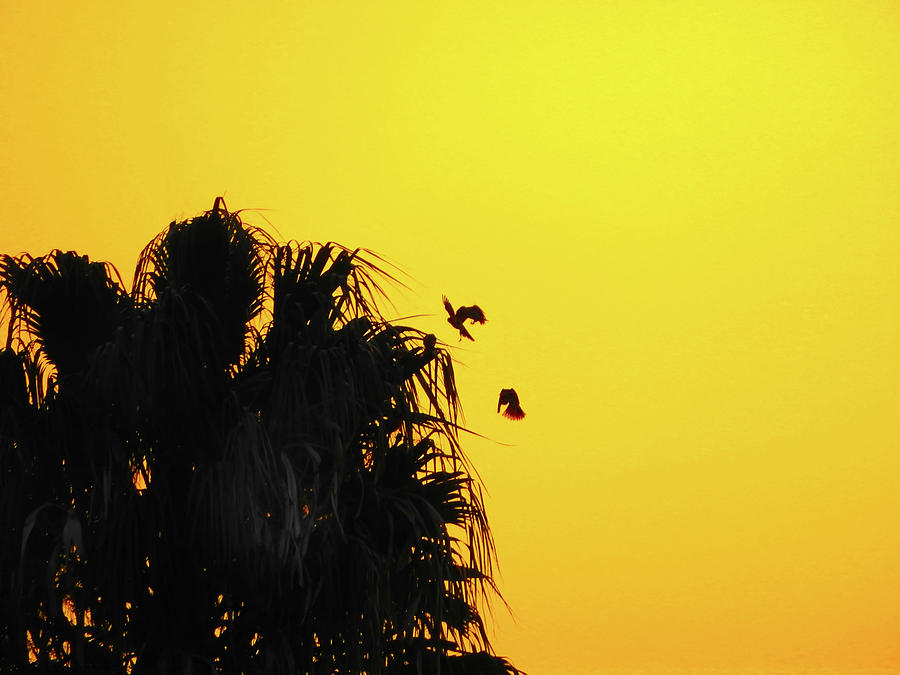 Sunset Parrots Photograph by Mark Blauhoefer