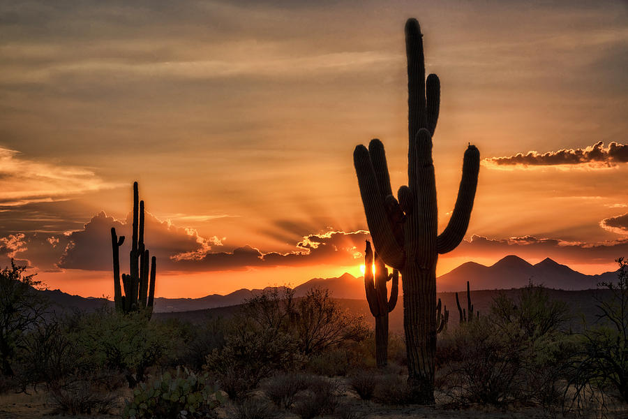 Sunset Peaking Through the Arms of the Mighty Saguaro  Photograph by Saija Lehtonen