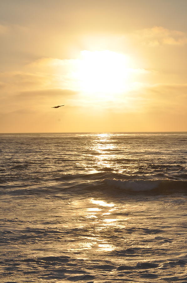 Sunset Pelican Silhouette Photograph by Bridgette Gomes