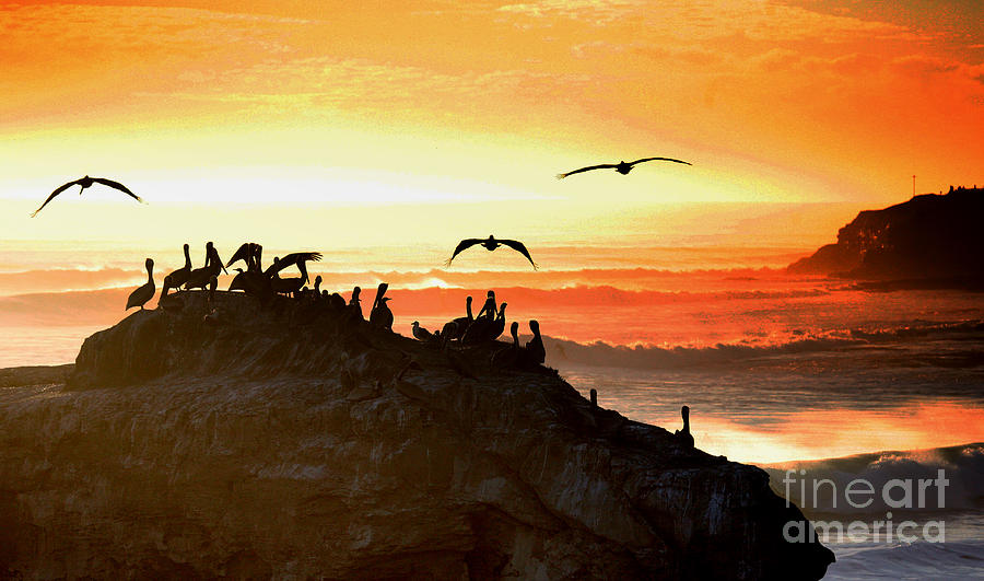Sunset Pelicans Photograph by Chuck Kuhn