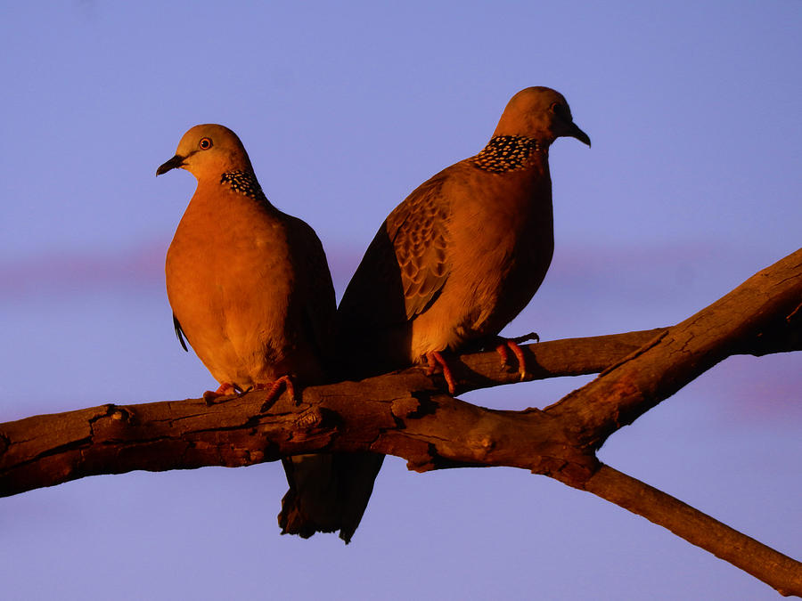 Sunset Pigeons Photograph by Mark Blauhoefer