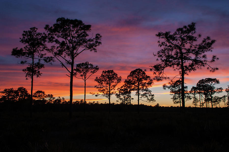 Sunset Pines Photograph by Paul Rebmann