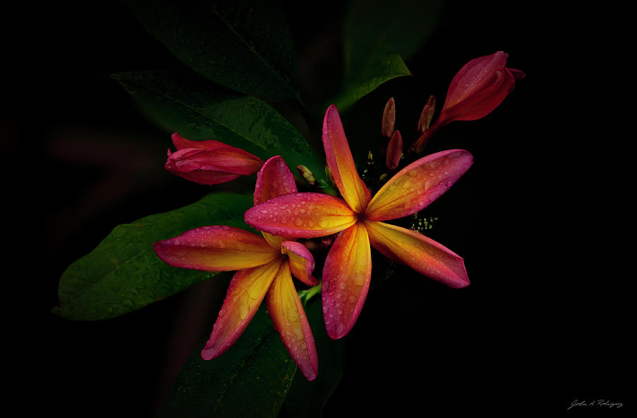 Sunset Plumerias in Bloom #2 Photograph by John A Rodriguez