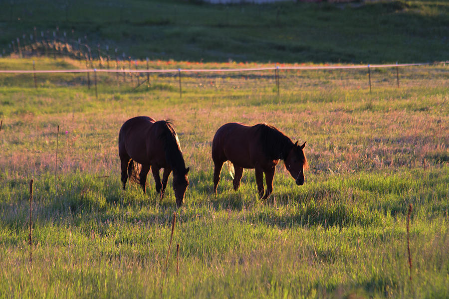 Sunset Quarter Horses Photograph by Alana Thrower