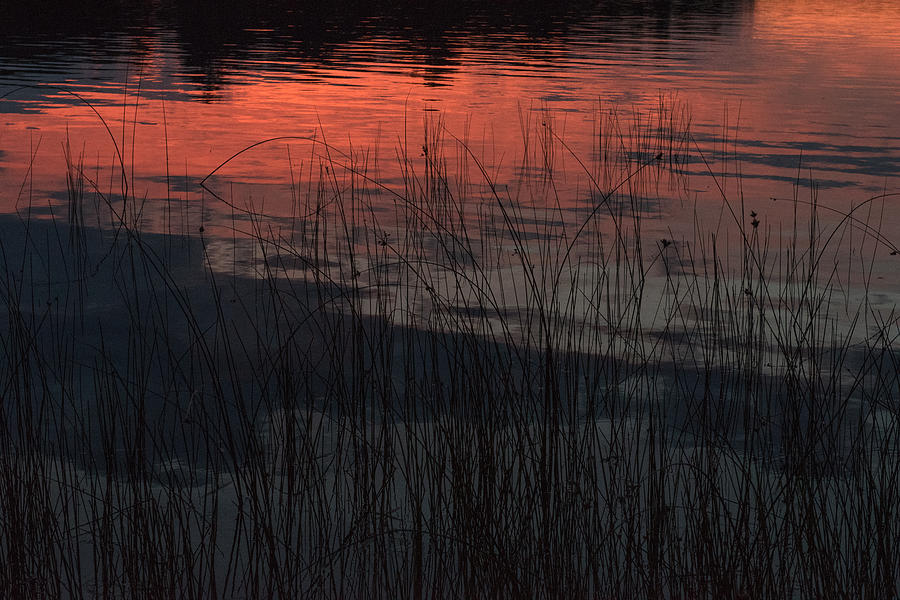 Sunset reeds Photograph by Gary Eason