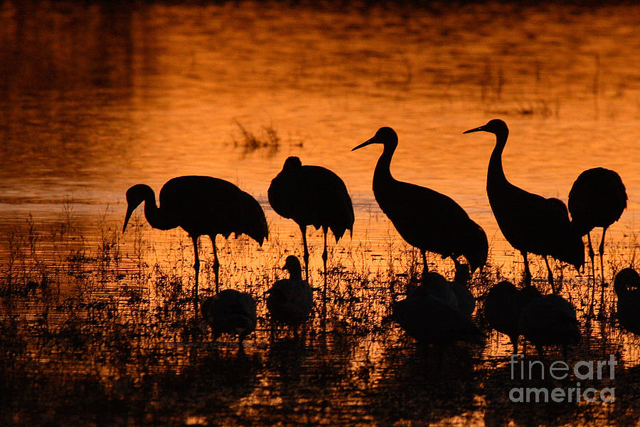 Sunset Reflections Of Cranes And Geese Photograph by Max Allen