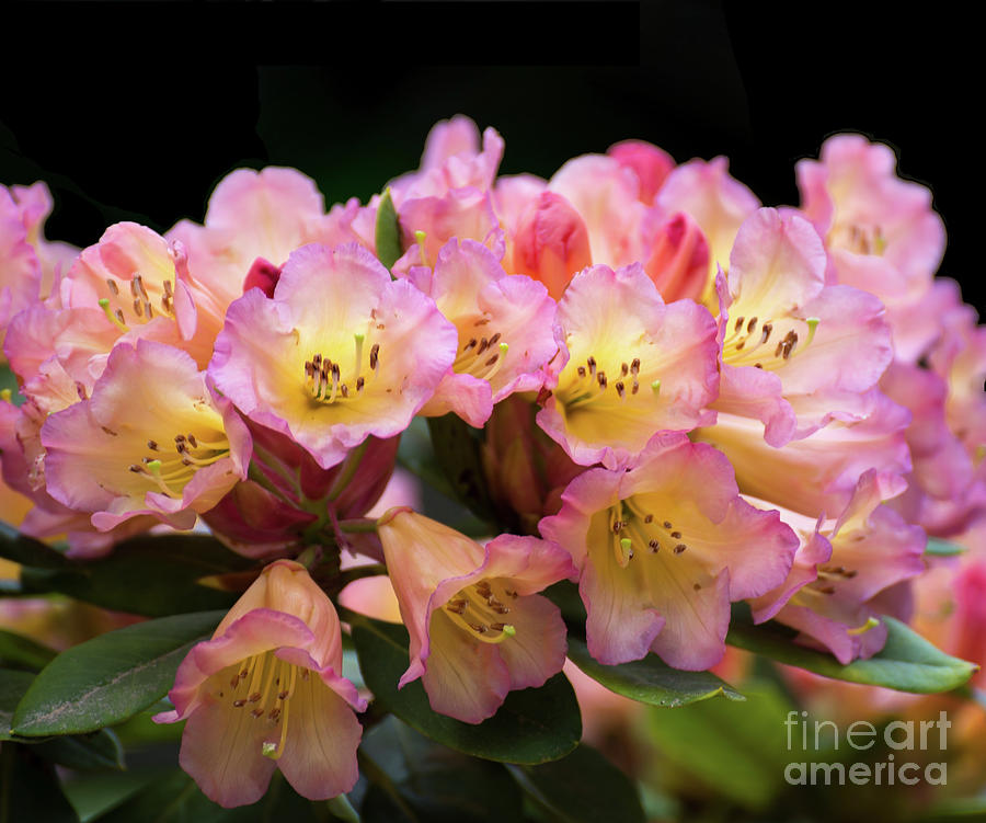 Sunset Rhododendron Photograph by Carol Lloyd