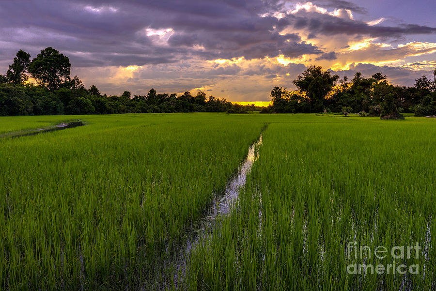 Sunset Rice Fields in Cambodia Photograph by Mike Reid