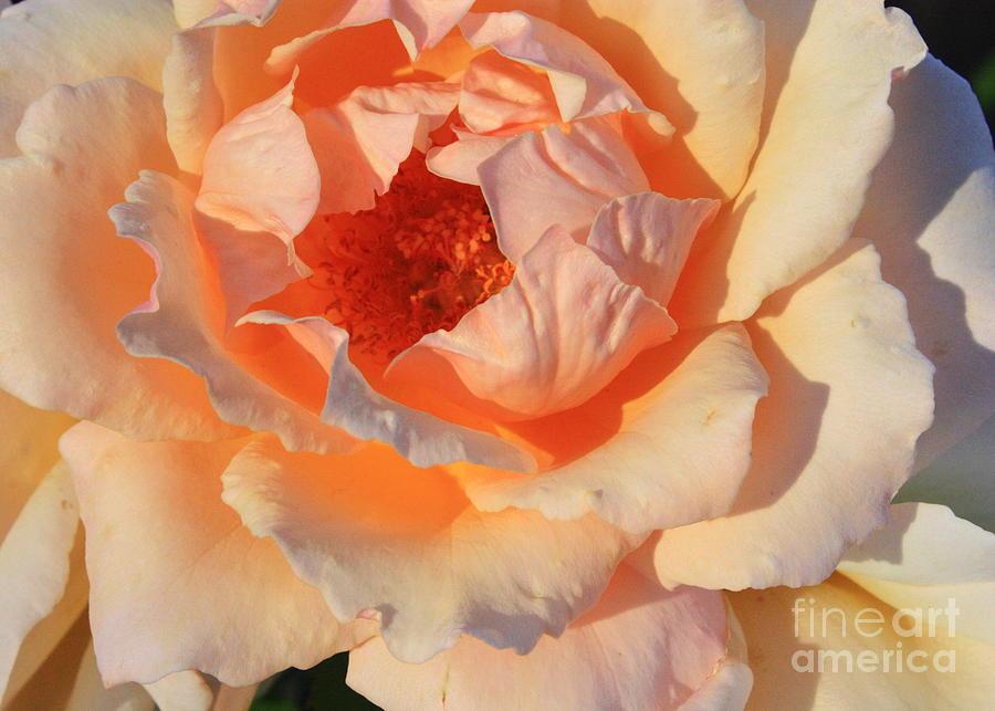 Sunset Rose Photograph by Carol Groenen
