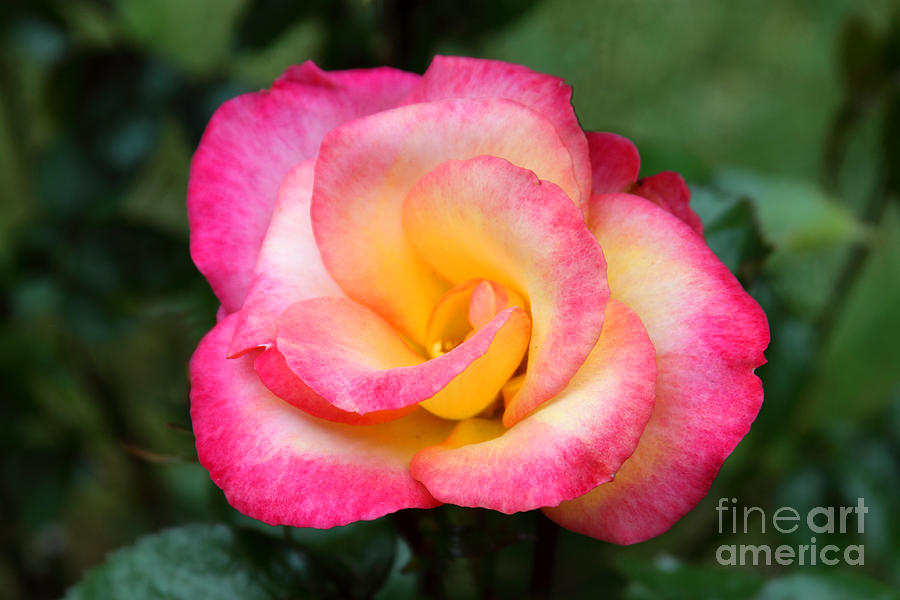 Sunset Rose Photograph