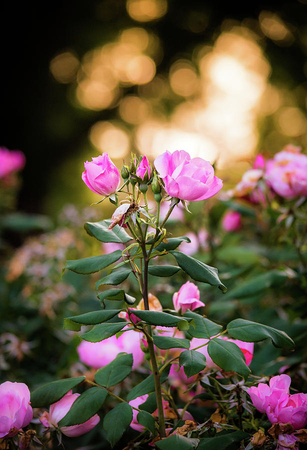 Sunset Roses Photograph by Parker Cunningham