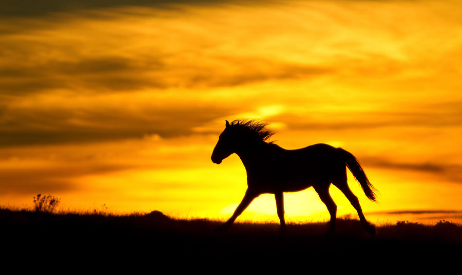 Sunset Run Photograph by Kent Keller