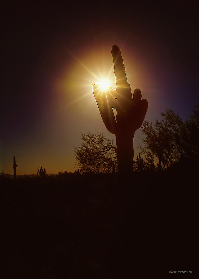 Sunset Saguaro Cactus  Photograph by LeeAnn McLaneGoetz McLaneGoetzStudioLLCcom