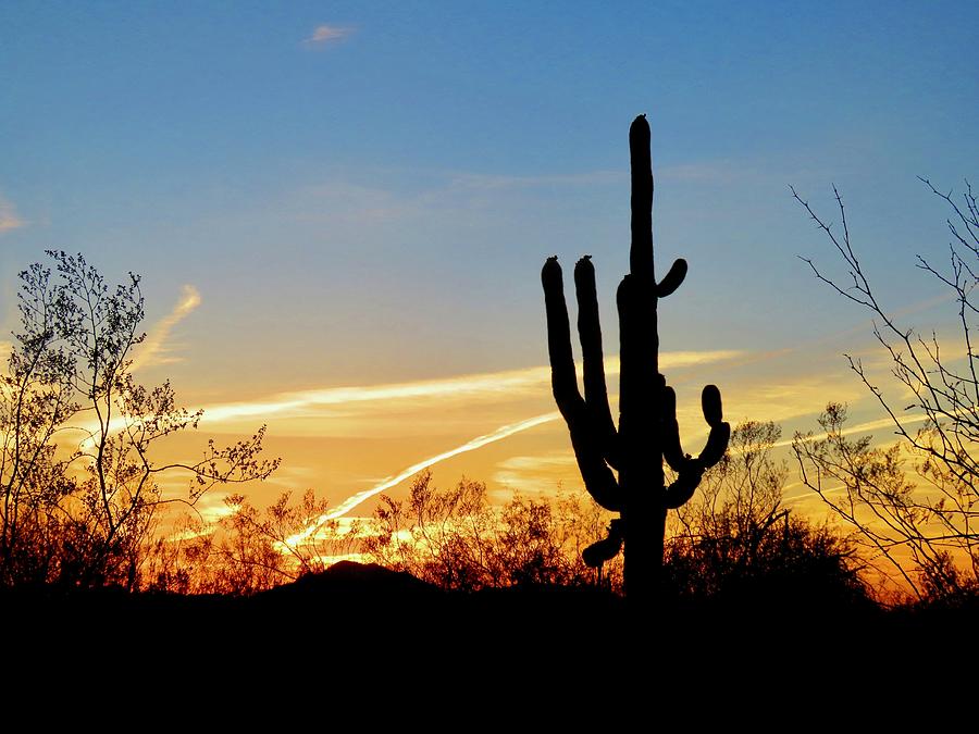 Sunset Saguaro in the Spring Photograph by Judy Kennedy