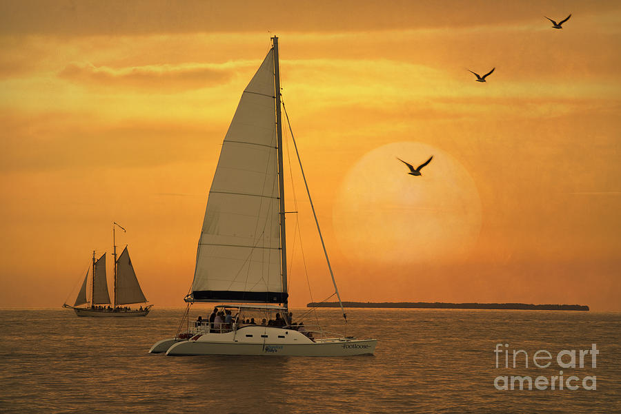 Bird Photograph - Sunset Sail by Juli Scalzi