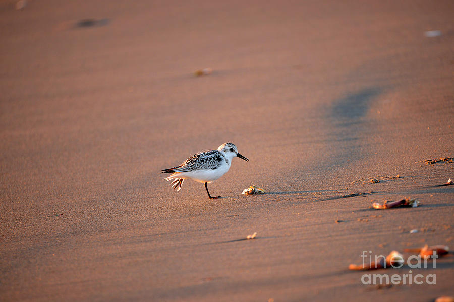 Sunset Sandpiper Photograph by Denise Bruchman