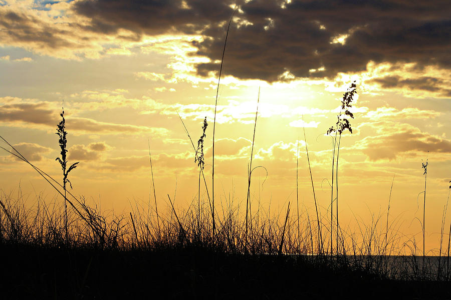 Sunset Sea Oats Photograph by Selena Lorraine - Pixels