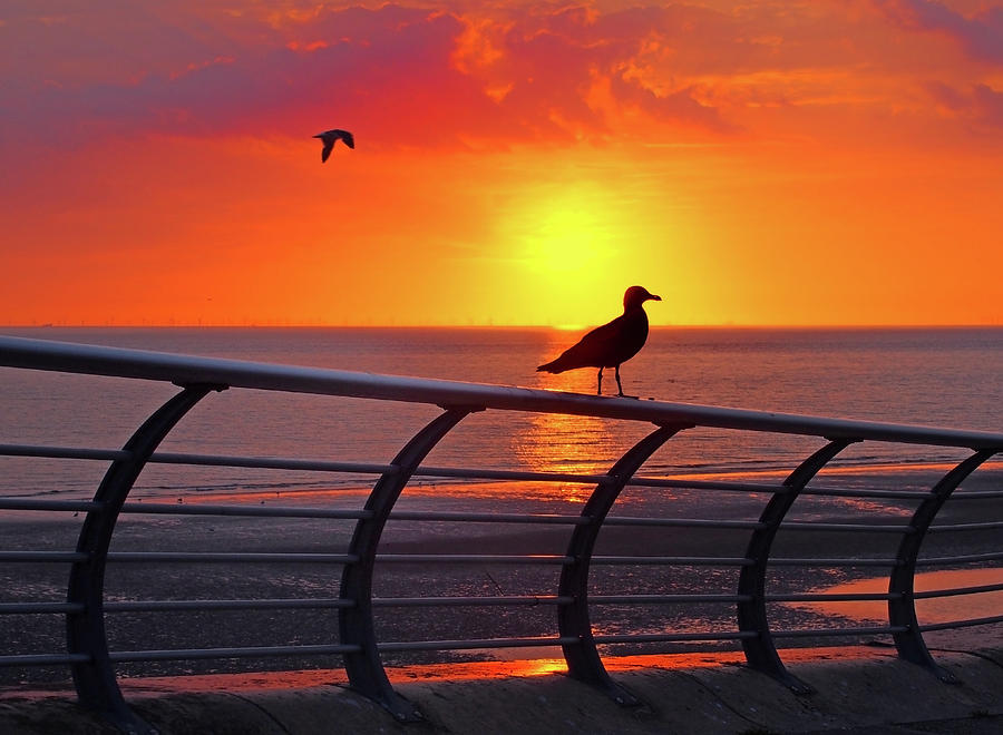 Sunset Seagull  Photograph by Philip Openshaw