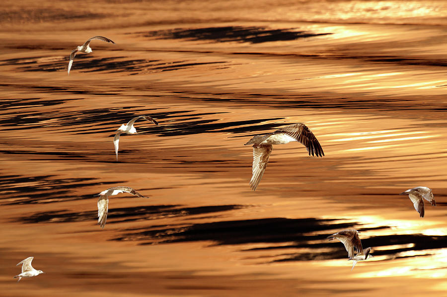 Sunset seagulls by Michael Mogensen Sunset seagulls by Michael Mogensen