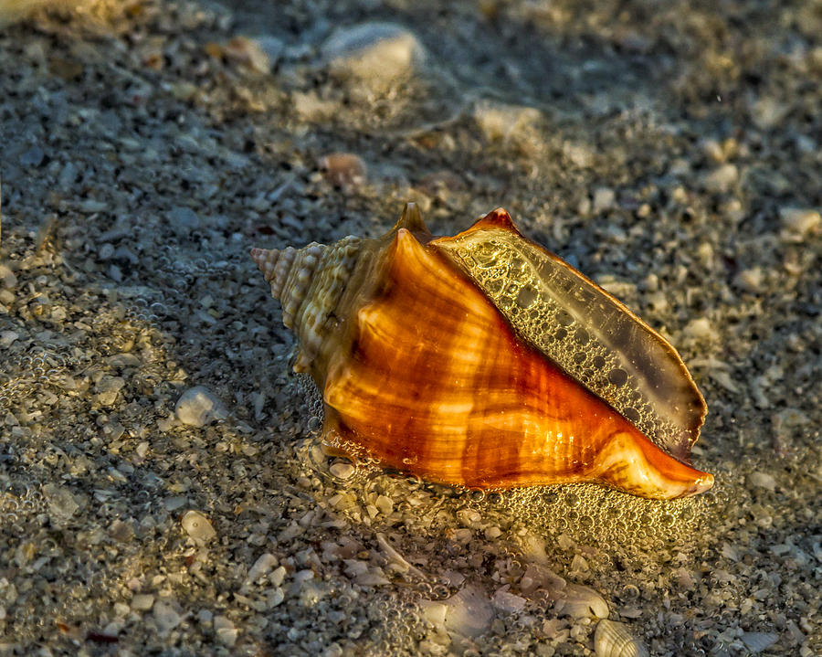 Sunset Seashell Photograph by Lindley Johnson