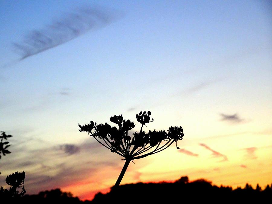 Sunset seedhead silhouette  Photograph by Susan Baker