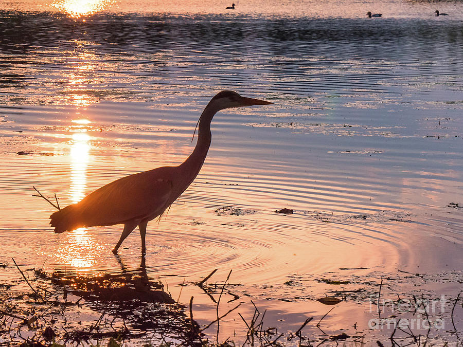 Sunset Sentinel by Paul Farnfield Sunset Sentinel by Paul Farnfield