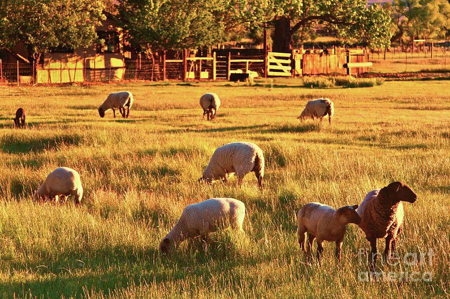 Sunset Sheep Ranch Photograph by Gus McCrea