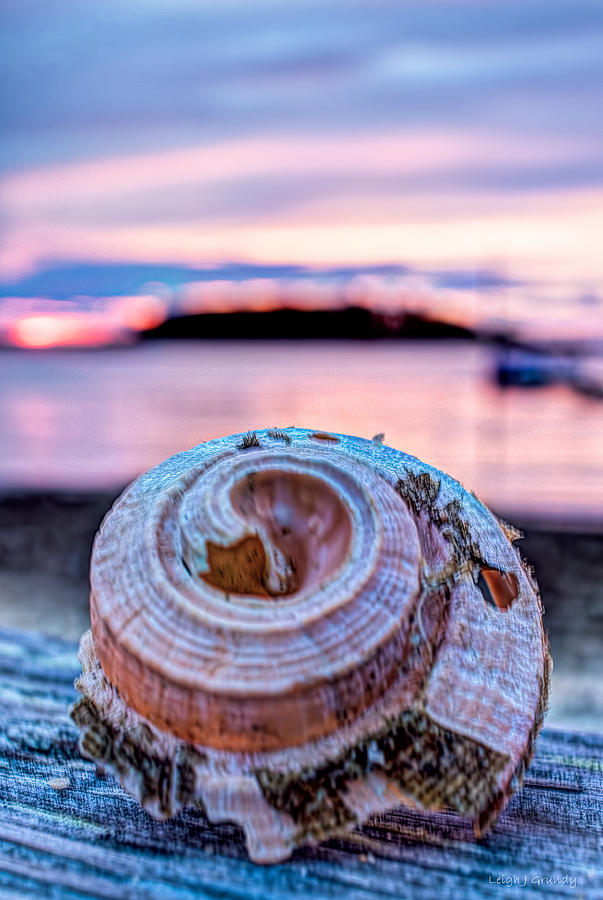 Sunset Shell Photograph by Leigh Grundy