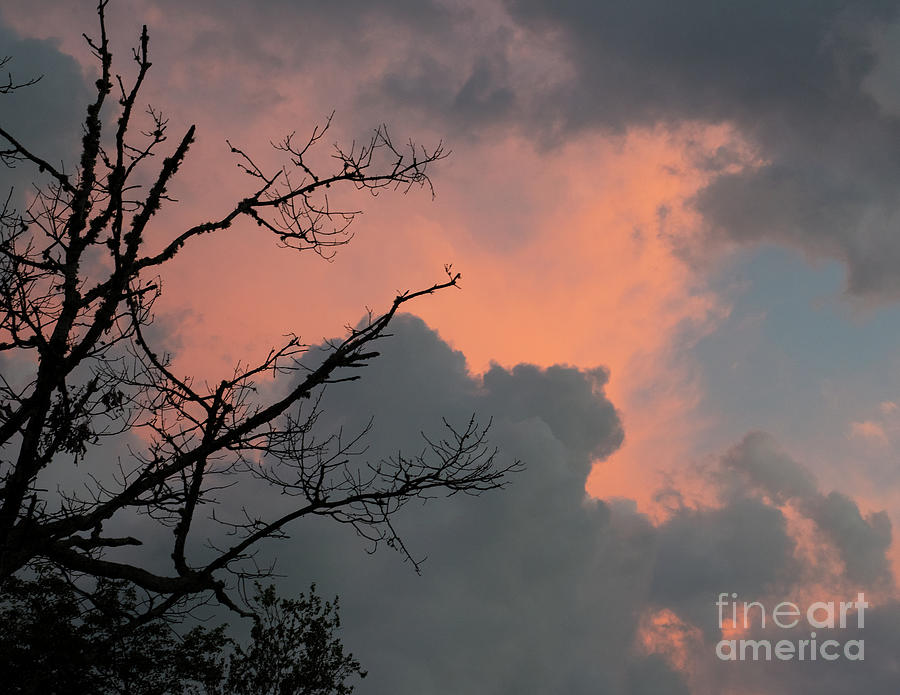 Sunset Silhouette 2 Photograph by Steven Natanson