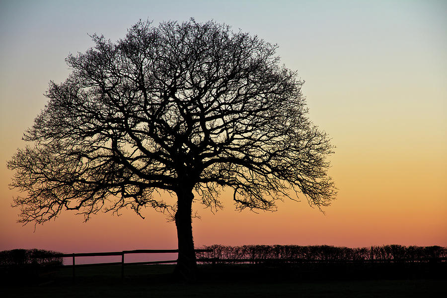 Sunset Photograph - Sunset Silhouette by Clare Bambers