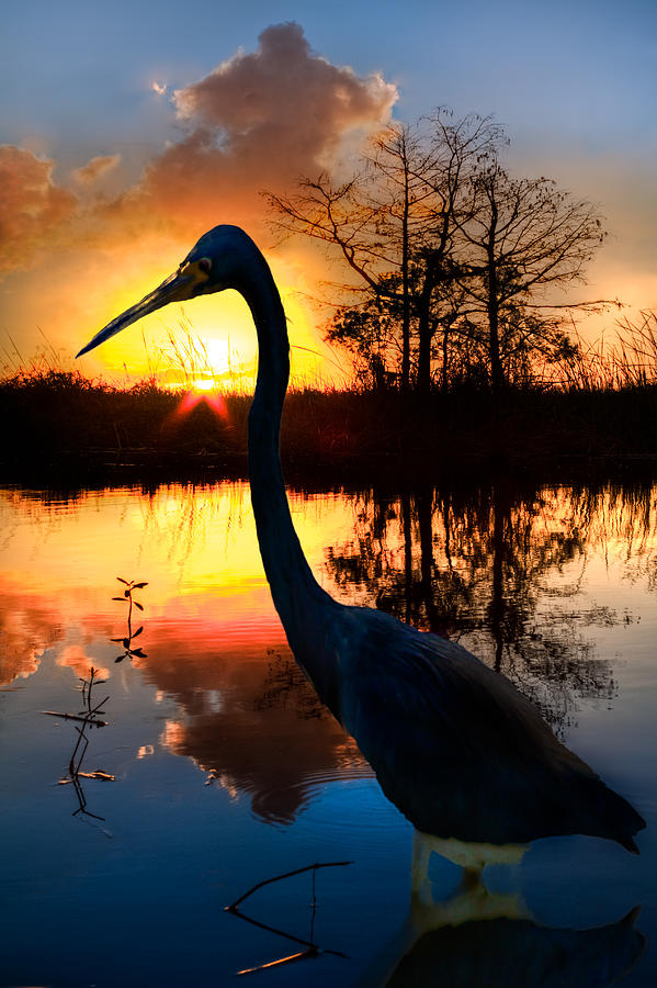 Crane Photograph - Sunset Silhouette by Debra and Dave Vanderlaan