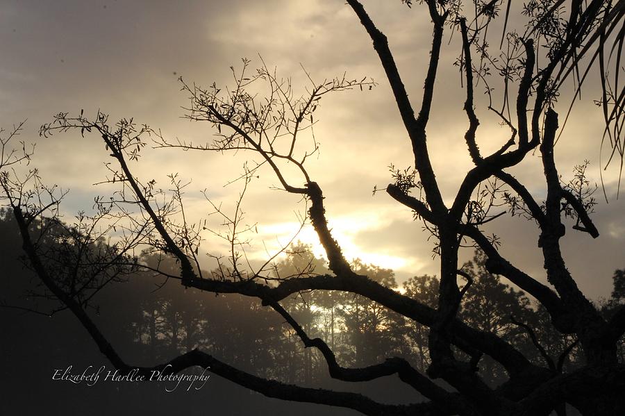 Sunset Silhouette Photograph by Elizabeth Harllee