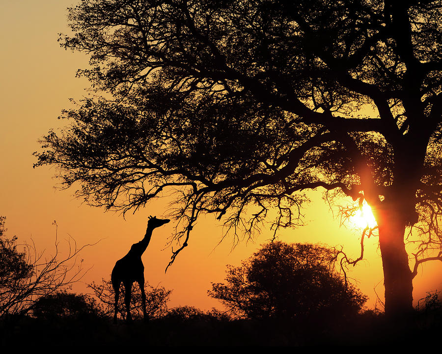 Sunset Silhouette Giraffe Eating From Tree Photograph by Good Focused
