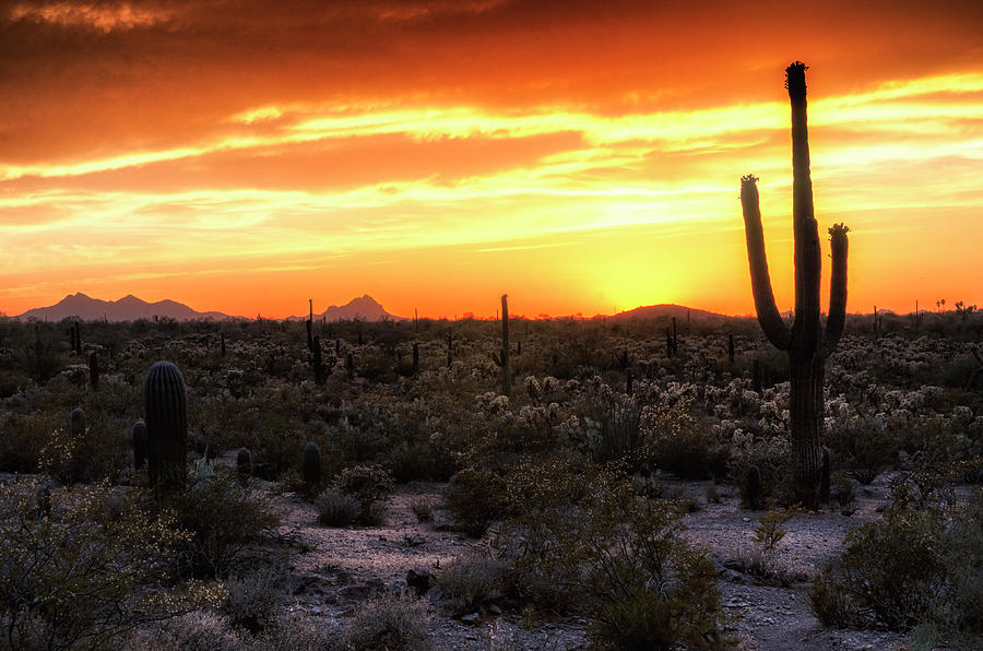 Sunset Silhouette in the Sonoran  Photograph by Saija Lehtonen