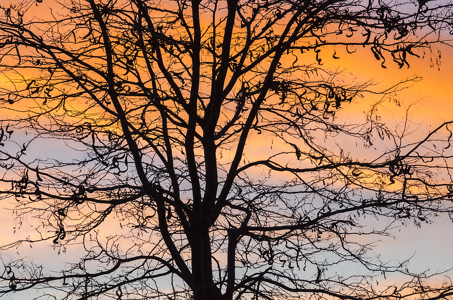 Sunset silhouette Photograph by Loree Johnson