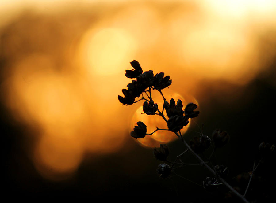 Sunset Silhouette of Foliage by Sarah Broadmeadow-Thomas Sunset Silhouette of Foliage by Sarah Broadmeadow-Thomas