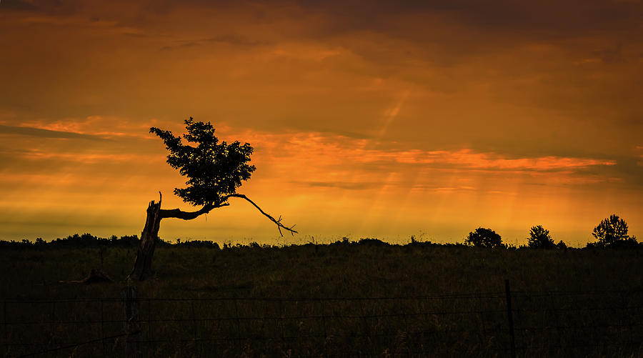 Sunset silhouette  Photograph by Sandy Roe