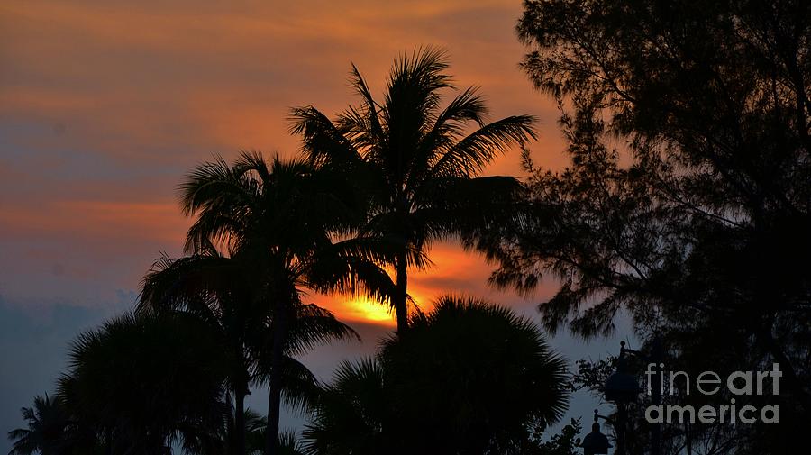 Sunset Silhouettes  Photograph by Bob Sample