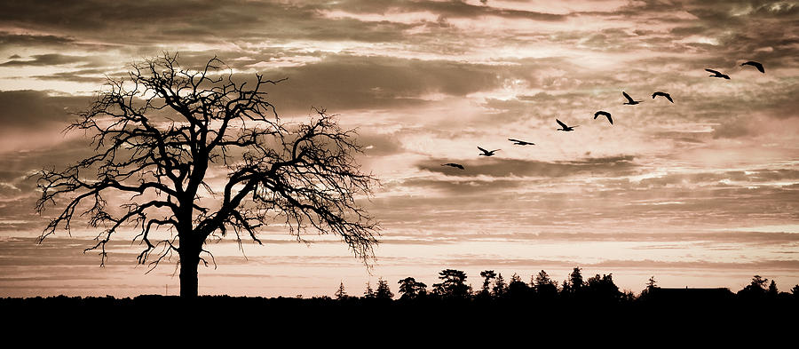 Sunset Silhouettes  Photograph by Levin Rodriguez