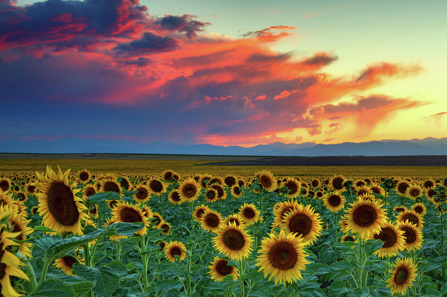 Sunset Skies and Sunflowers Photograph by John De Bord
