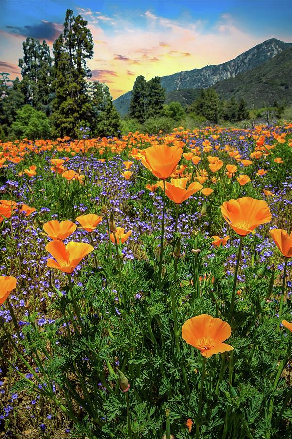 Sunset Skies and Wildflowers at the Oak Glen Preserve Photograph by Lynn Bauer