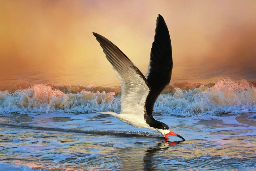 Sunset Photograph - Sunset Skimming by Donna Kennedy
