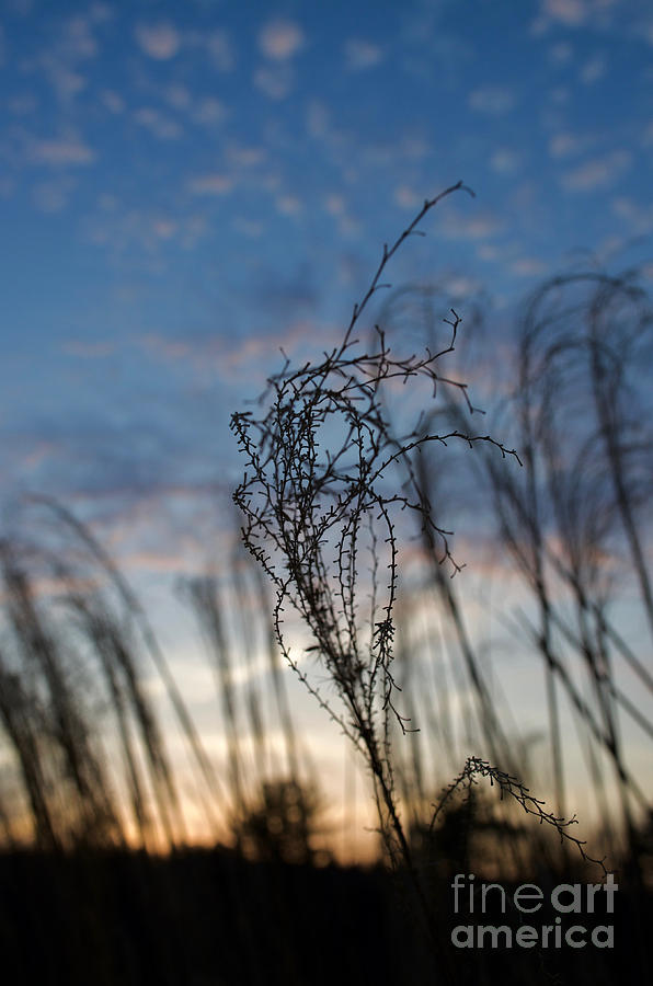 Sunset Sky and Ornamental Grass Silhouette 1413 Photograph by Jason Freedman