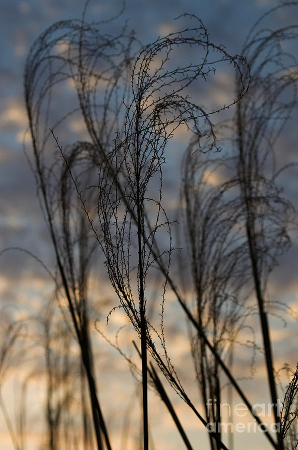 Sunset Sky and Ornamental Grass Silhouette 143 Photograph by Jason Freedman