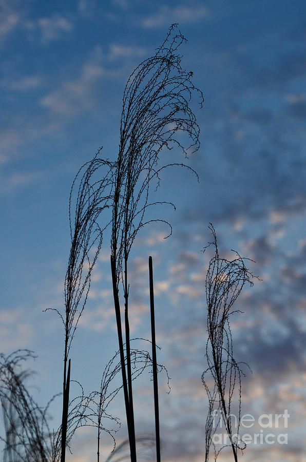 Sunset Sky and Ornamental Grass Silhouette 147 Photograph by Jason Freedman